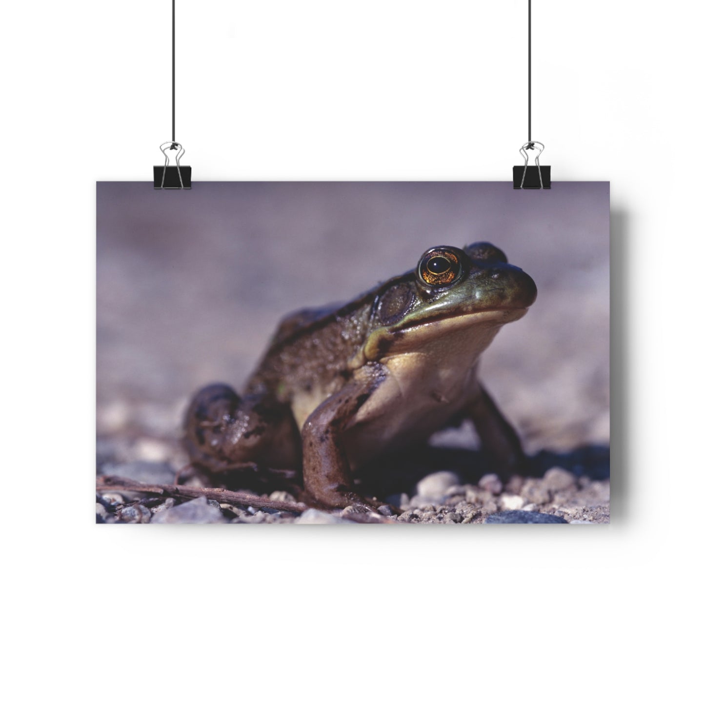 Ribbit! - Giclée Fine Art Print