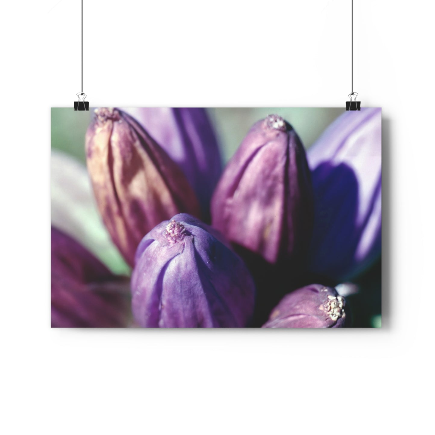 September Purple Petals - Fine Art Print