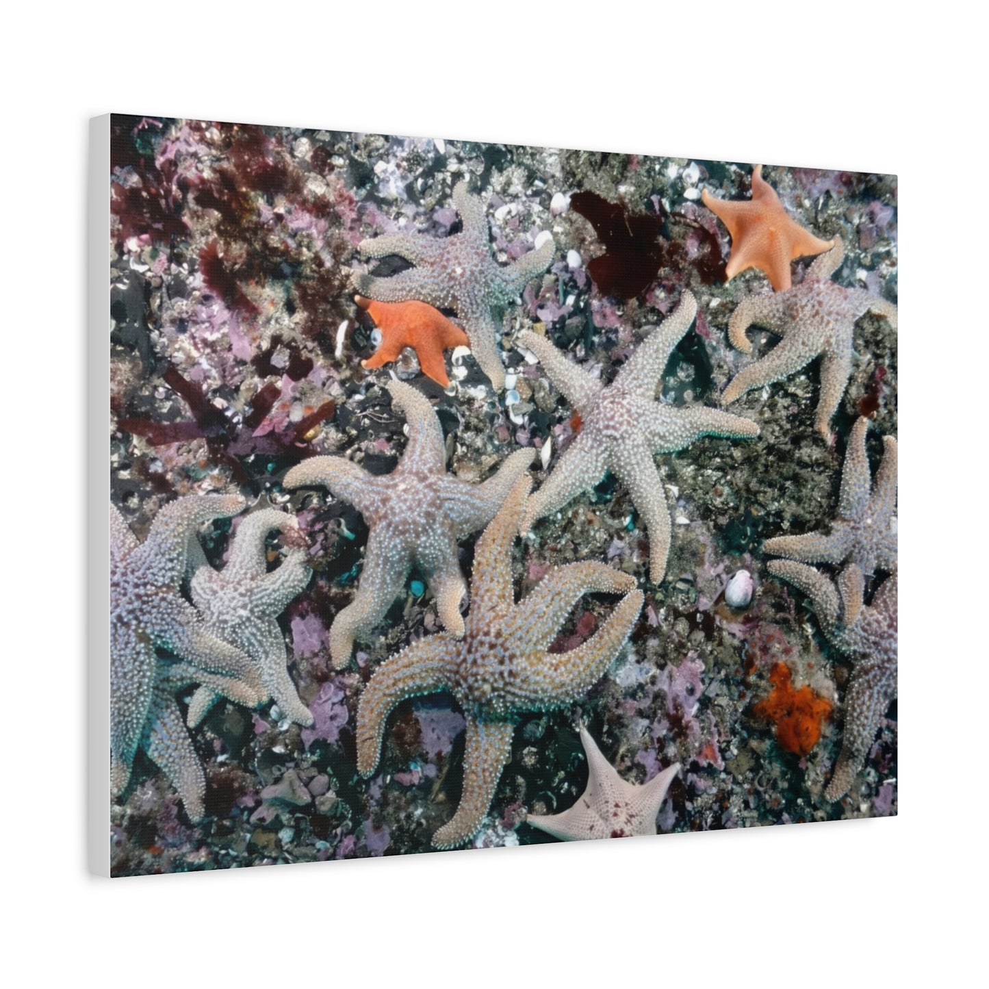 I Fish, You Fish, We All See Starfish! - Matte Canvas, Stretched, 1.25 in