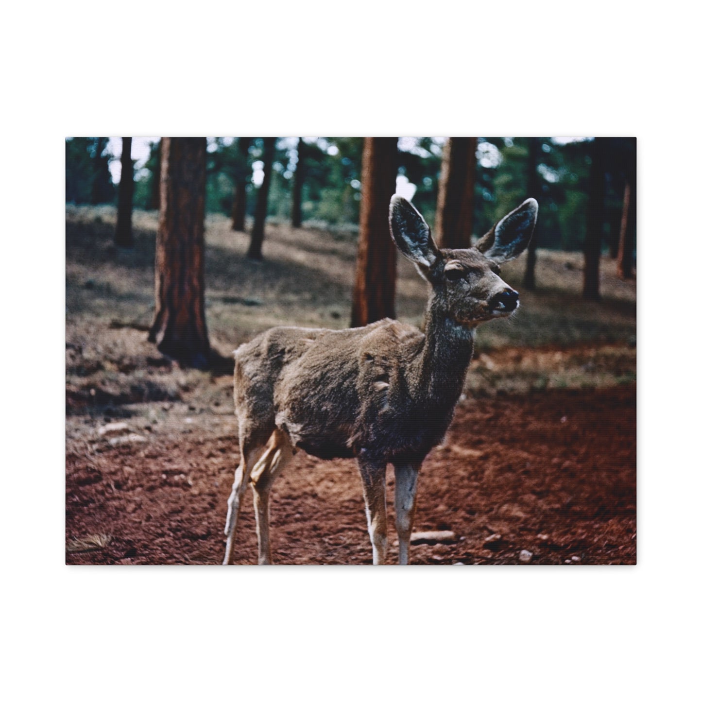 Hello, Deer! - Matte Canvas, Stretched, 1.25 in