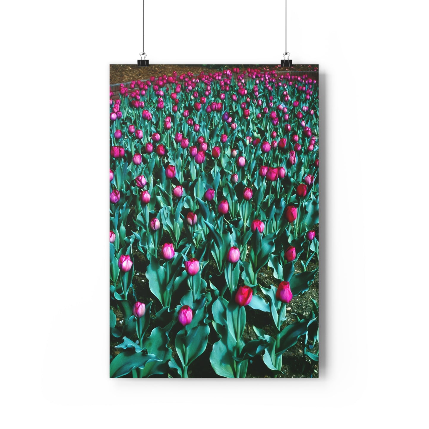 Tulip Wishes, 1988 - Giclée Fine Art Print