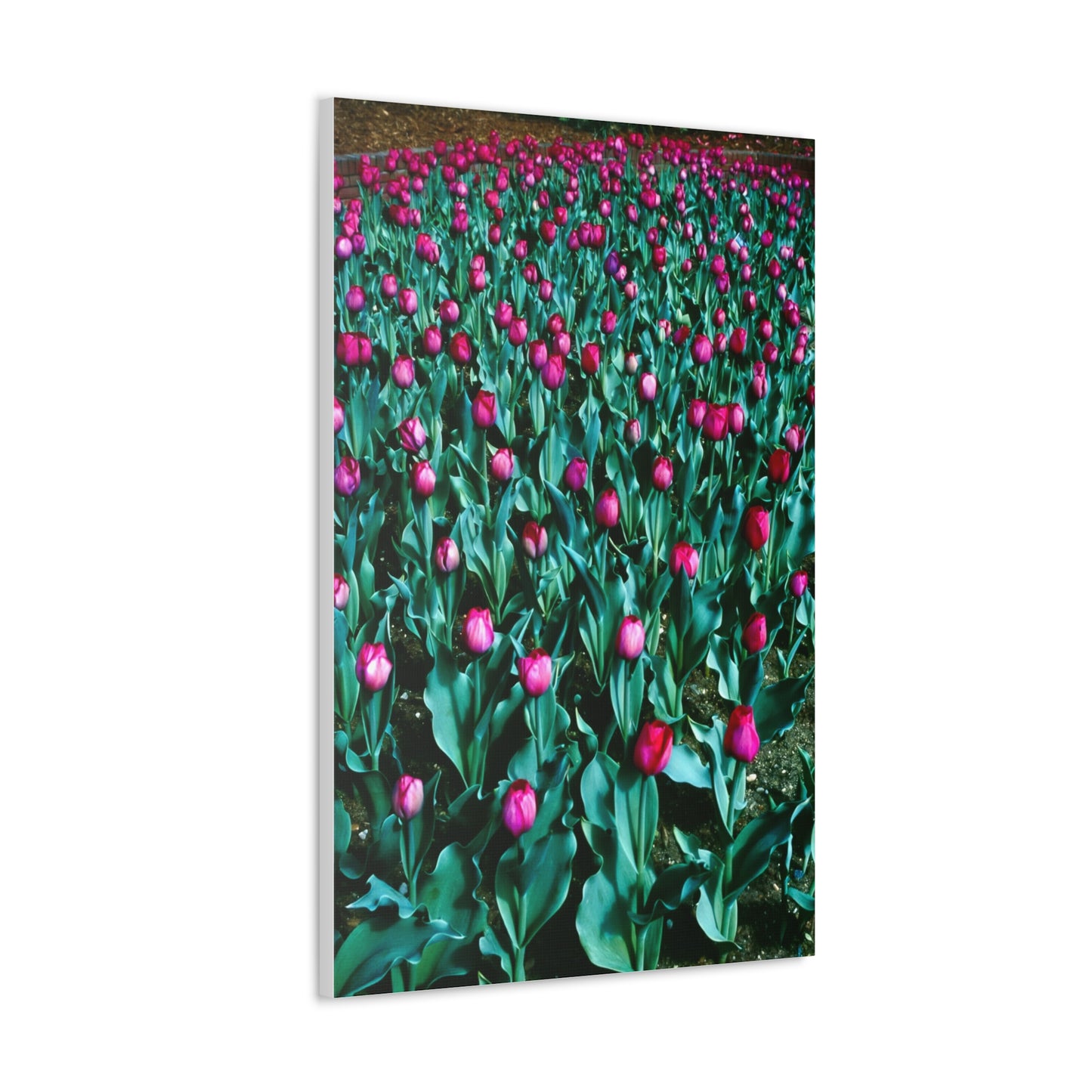 Tulip Wishes, 1988 - Canvas