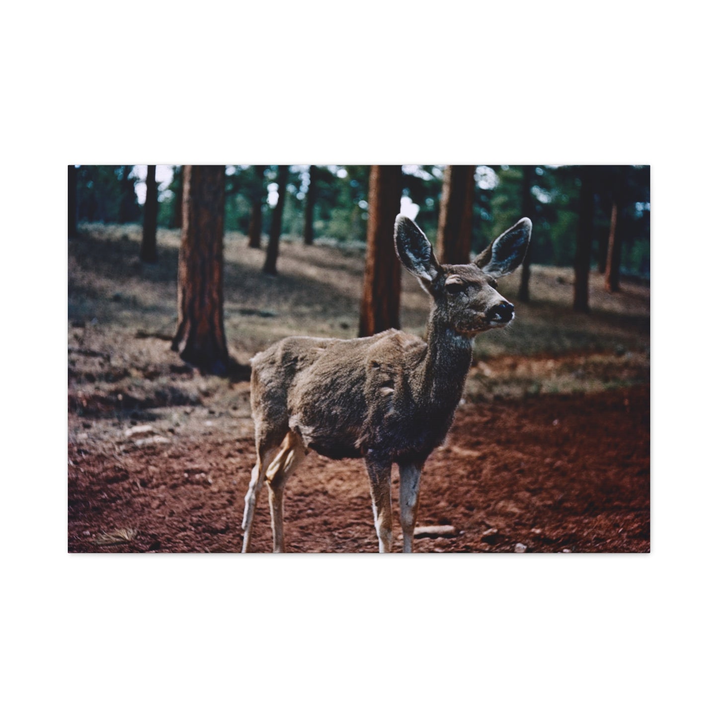 Hello, Deer! - Matte Canvas, Stretched, 1.25 in