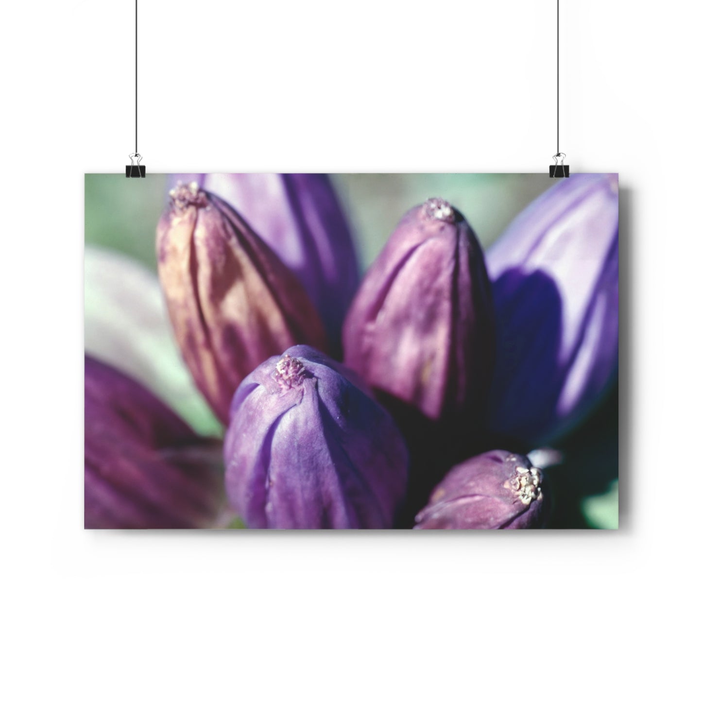 September Purple Petals - Fine Art Print