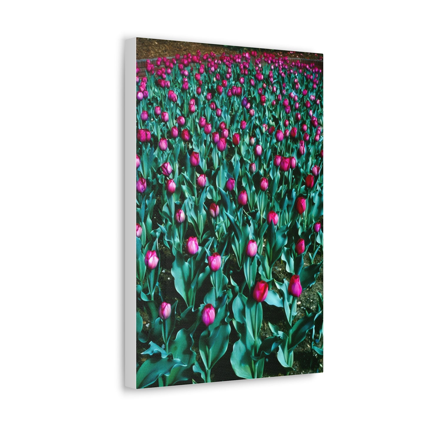 Tulip Wishes, 1988 - Canvas