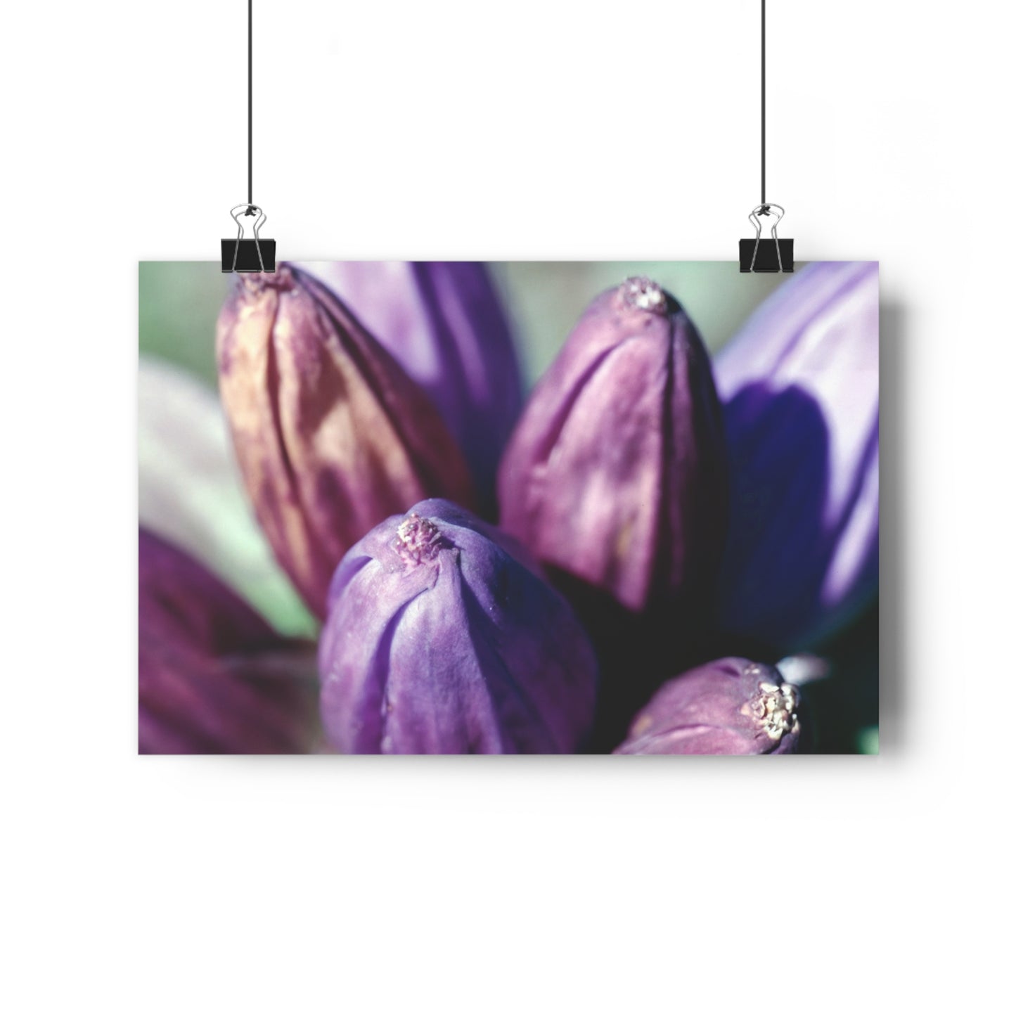 September Purple Petals - Fine Art Print