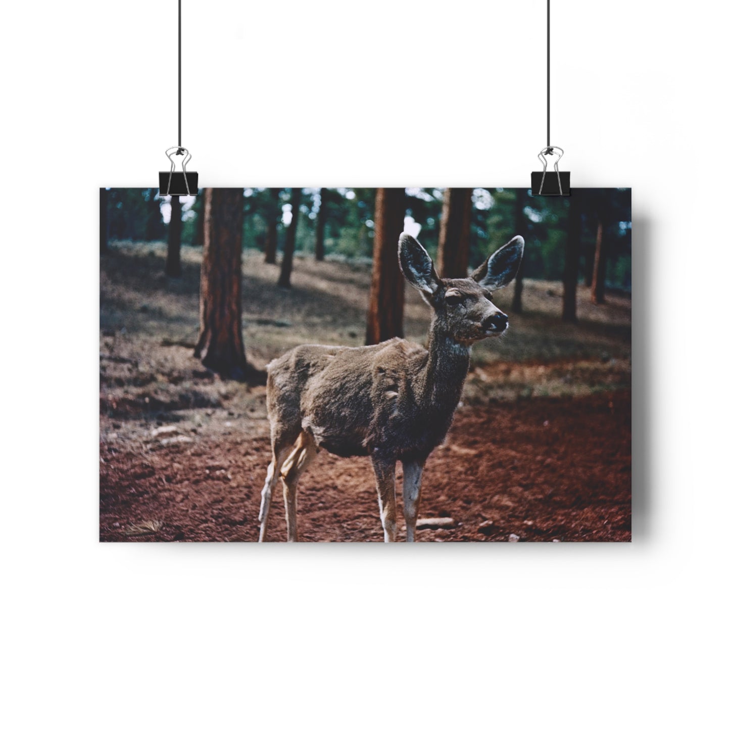 Hello, Deer! - Fine Art Print