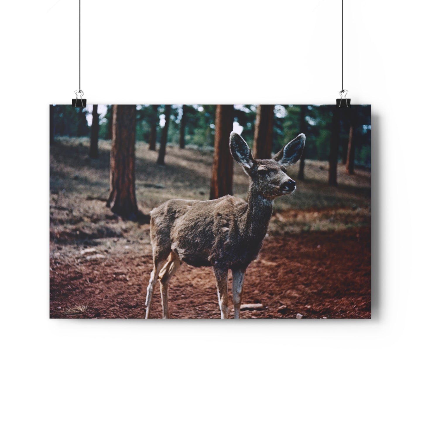 Hello, Deer! - Fine Art Print