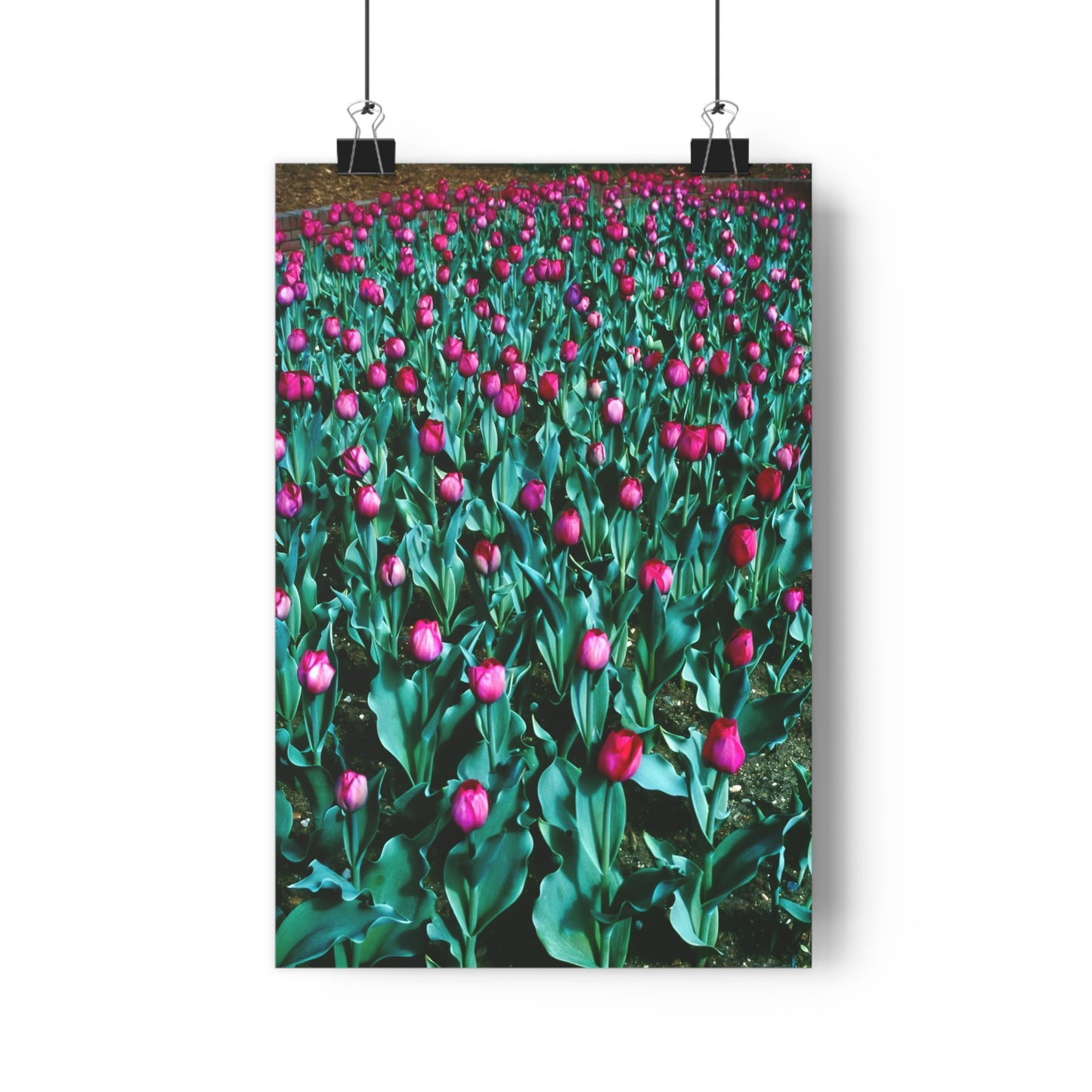 Tulip Wishes, 1988 - Giclée Fine Art Print