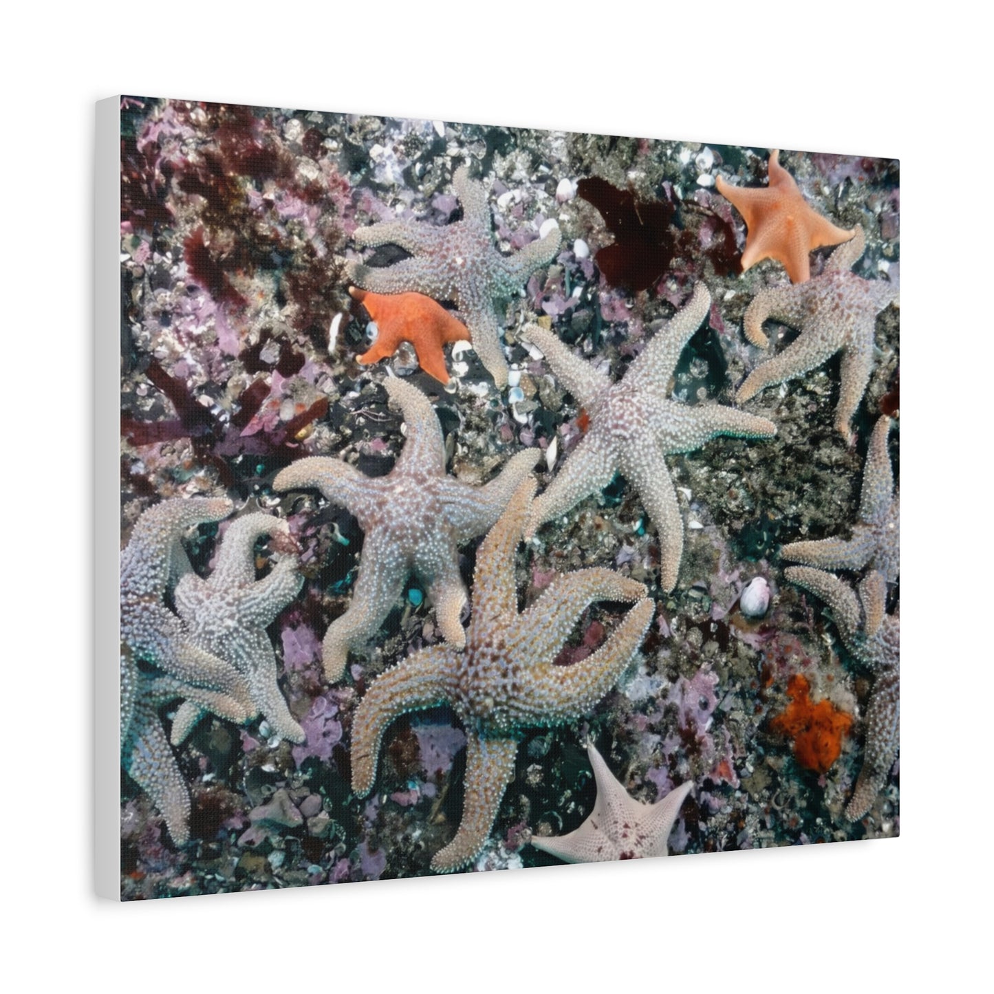 I Fish, You Fish, We All See Starfish! - Matte Canvas, Stretched, 1.25 in