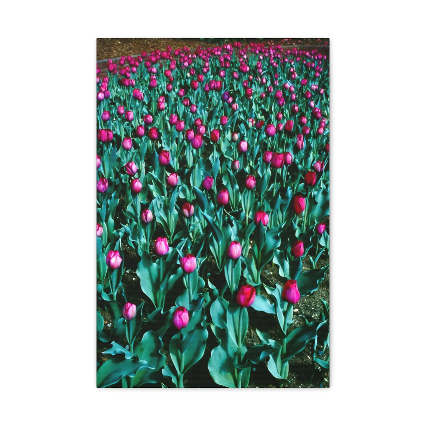 Tulip Wishes, 1988 - Canvas