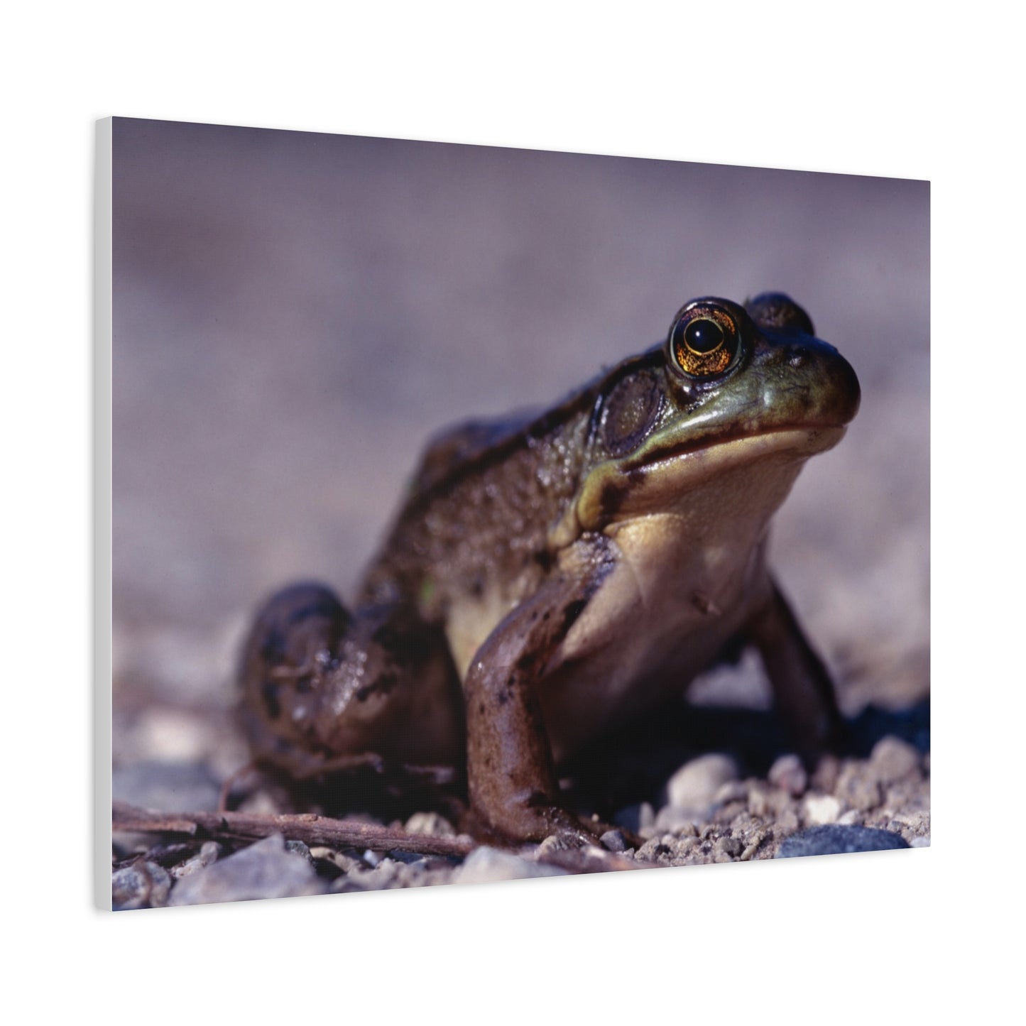 Ribbit! - Matte Canvas, Stretched, 1.25 in