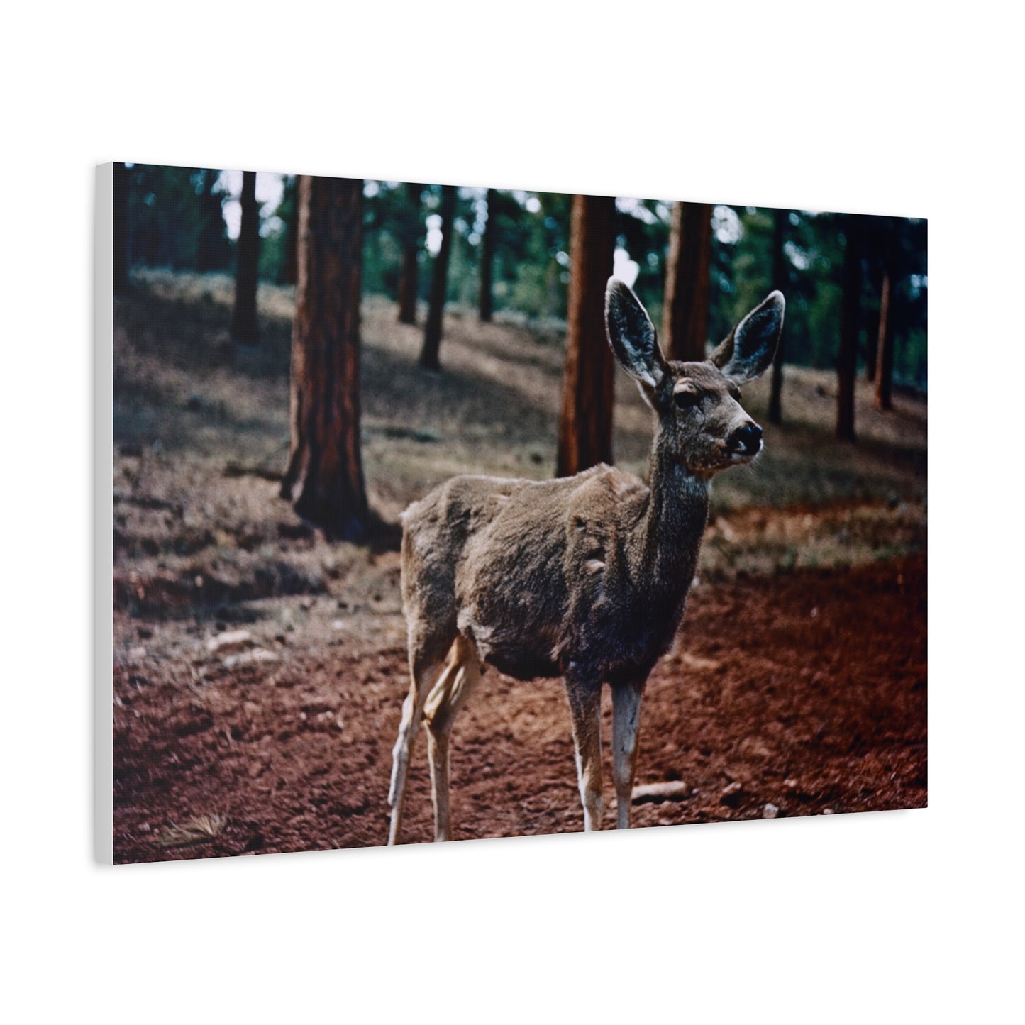 Hello, Deer! - Matte Canvas, Stretched, 1.25 in