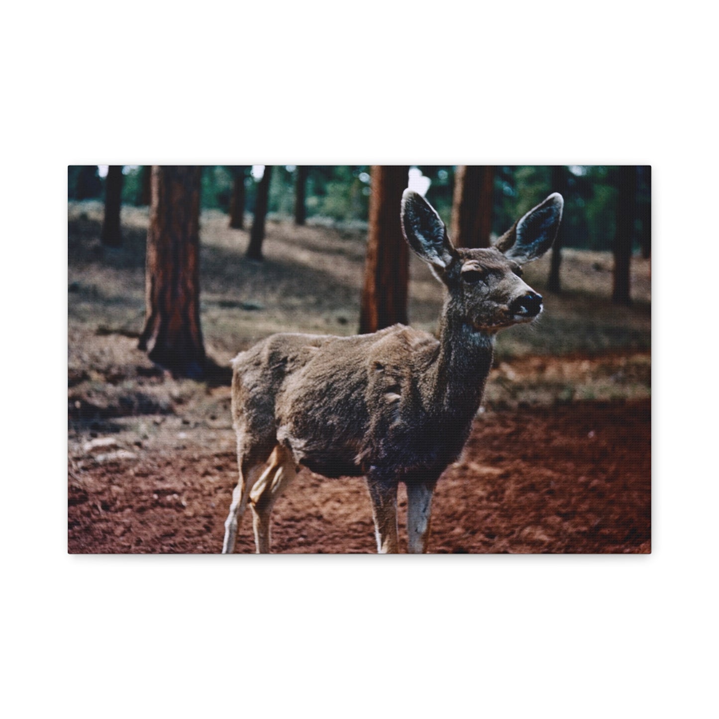 Hello, Deer! - Matte Canvas, Stretched, 1.25 in