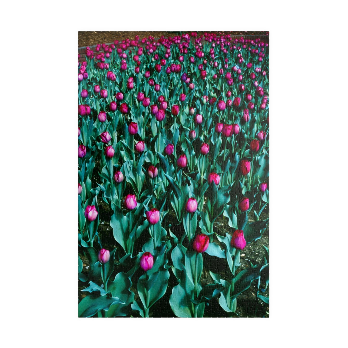 Tulip Wishes, 1988 - Jigsaw Puzzle