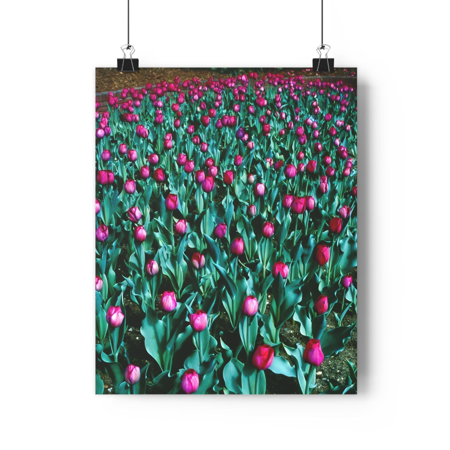 Tulip Wishes, 1988 - Giclée Fine Art Print