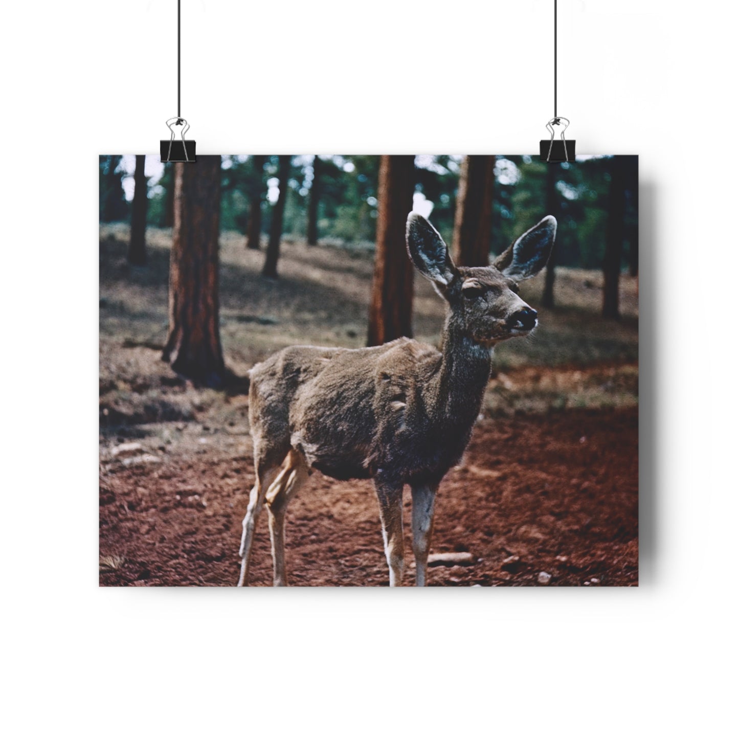 Hello, Deer! - Fine Art Print