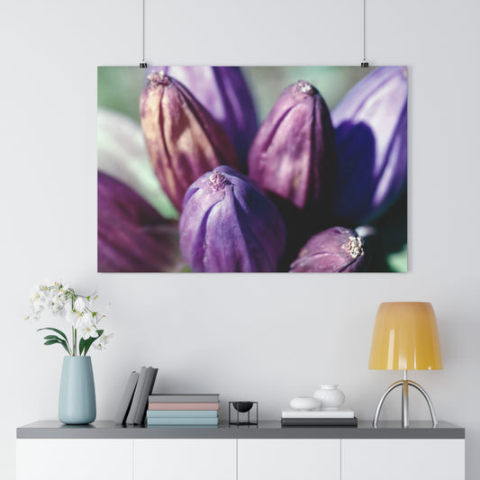 September Purple Petals - Fine Art Print