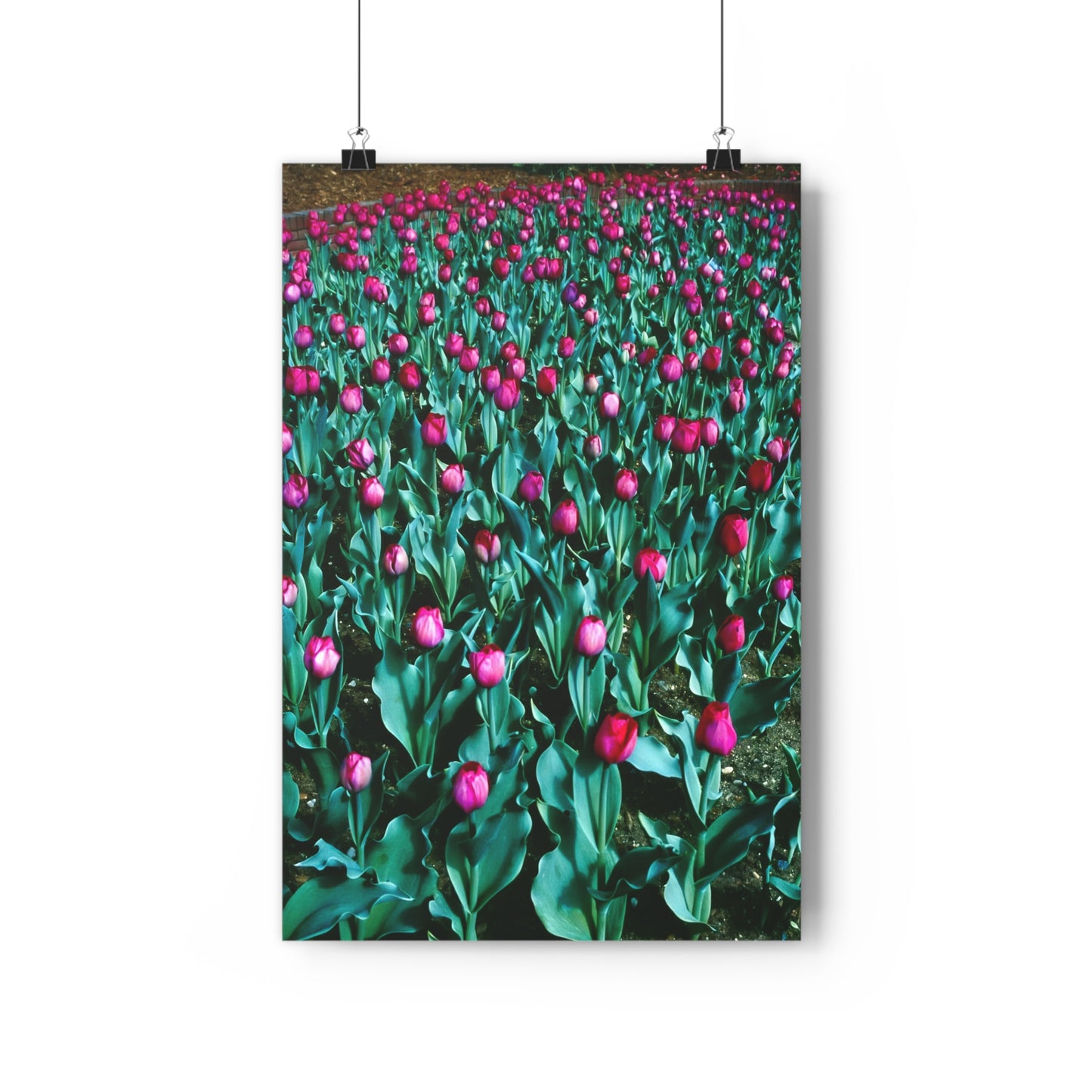 Tulip Wishes, 1988 - Giclée Fine Art Print