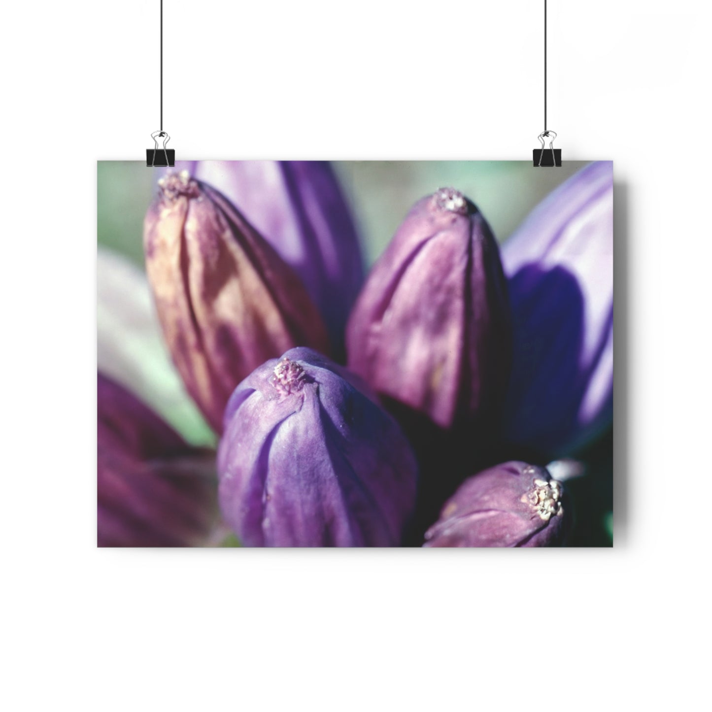 September Purple Petals - Fine Art Print