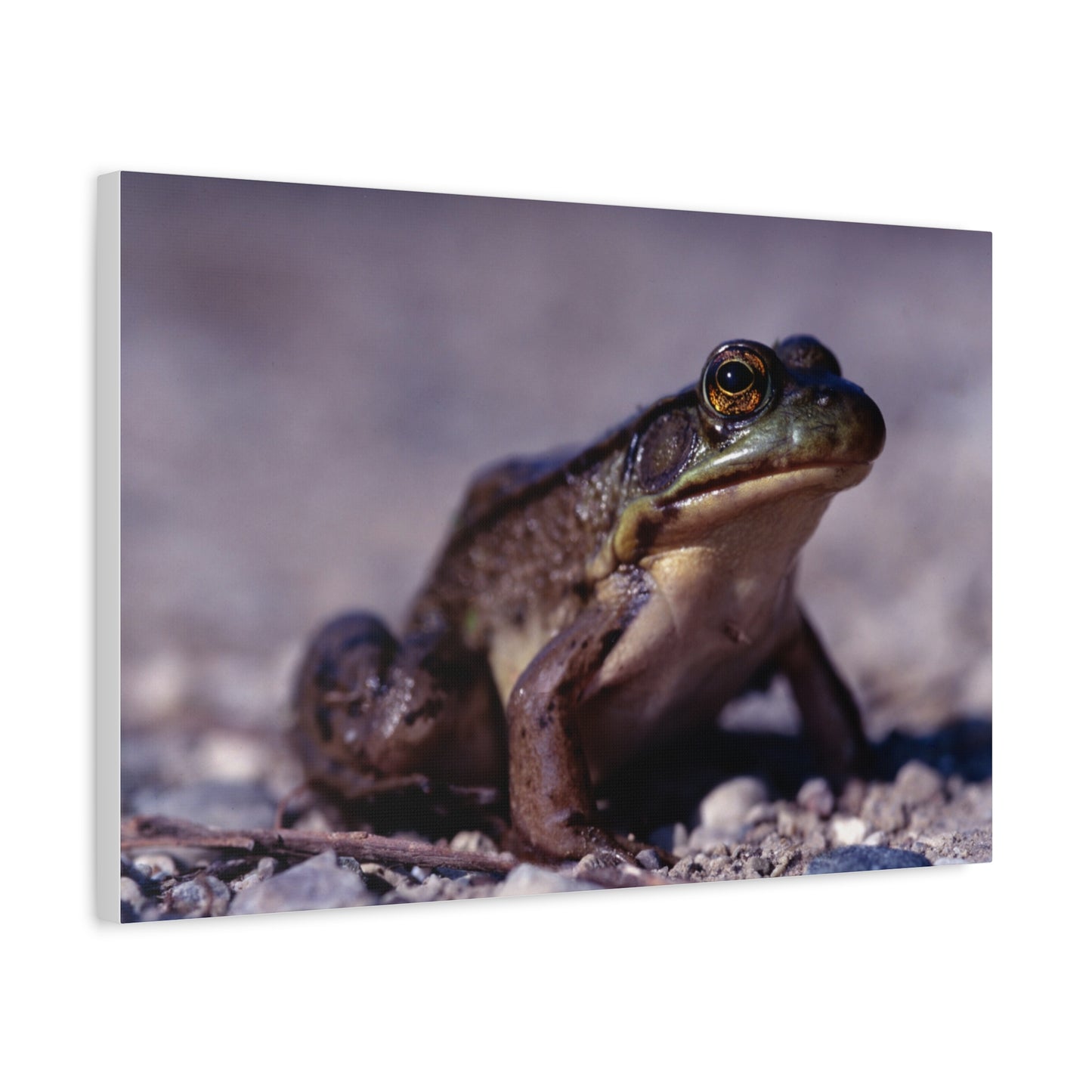 Ribbit! - Matte Canvas, Stretched, 1.25 in