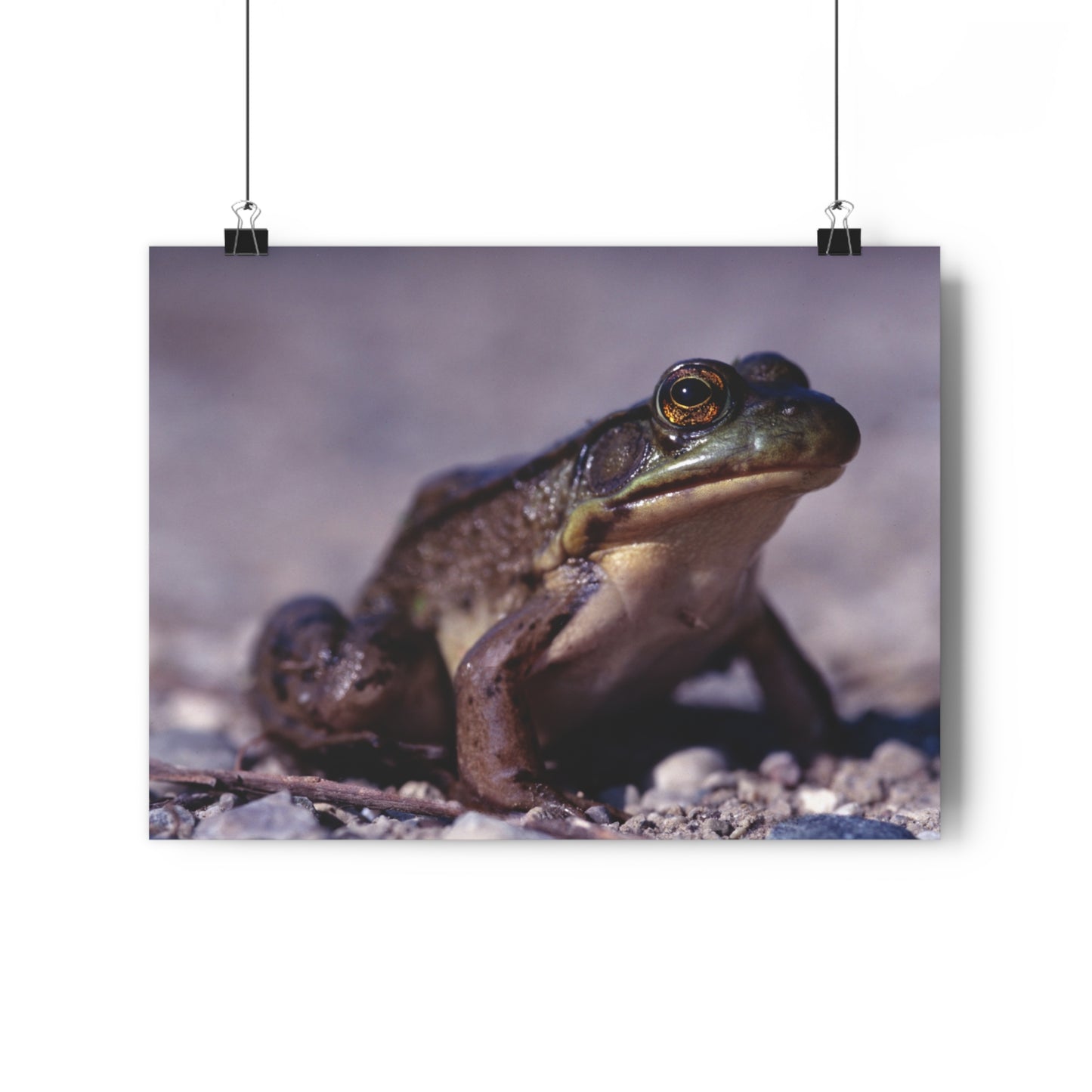 Ribbit! - Giclée Fine Art Print