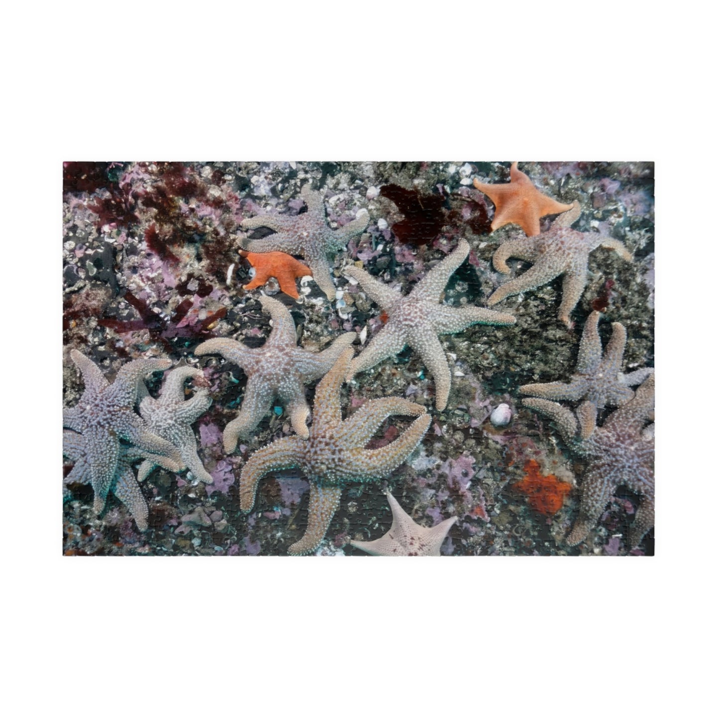 I Fish, You Fish, We All See Starfish! - Jigsaw Puzzle