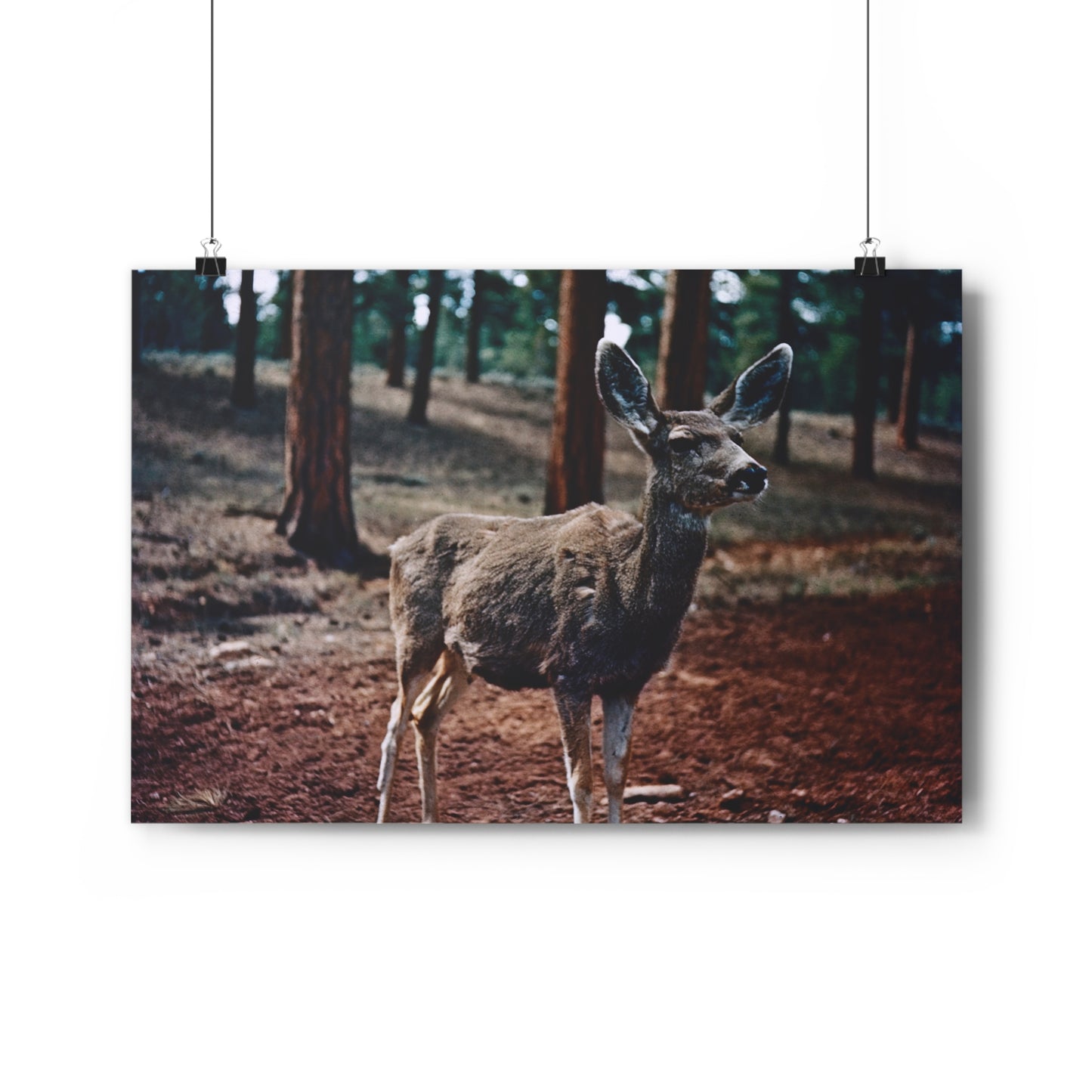 Hello, Deer! - Fine Art Print