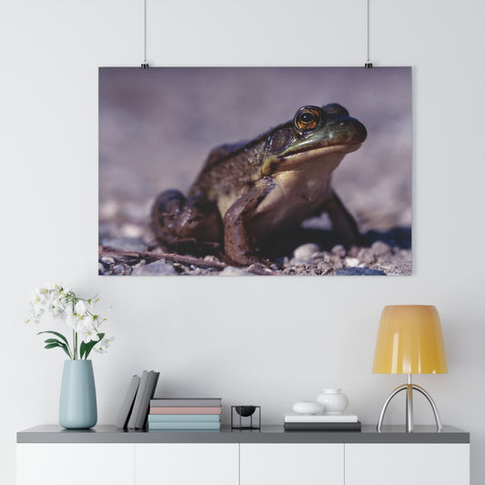 Ribbit! - Giclée Fine Art Print