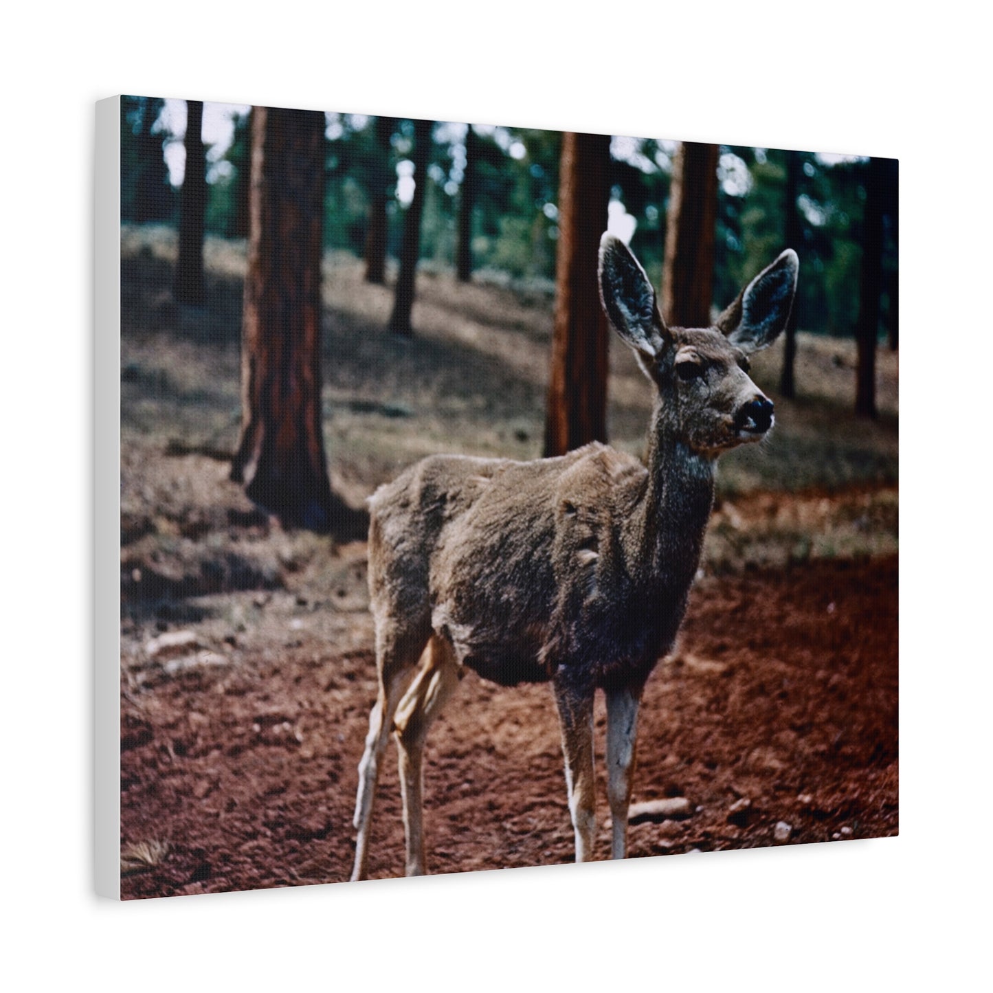 Hello, Deer! - Matte Canvas, Stretched, 1.25 in