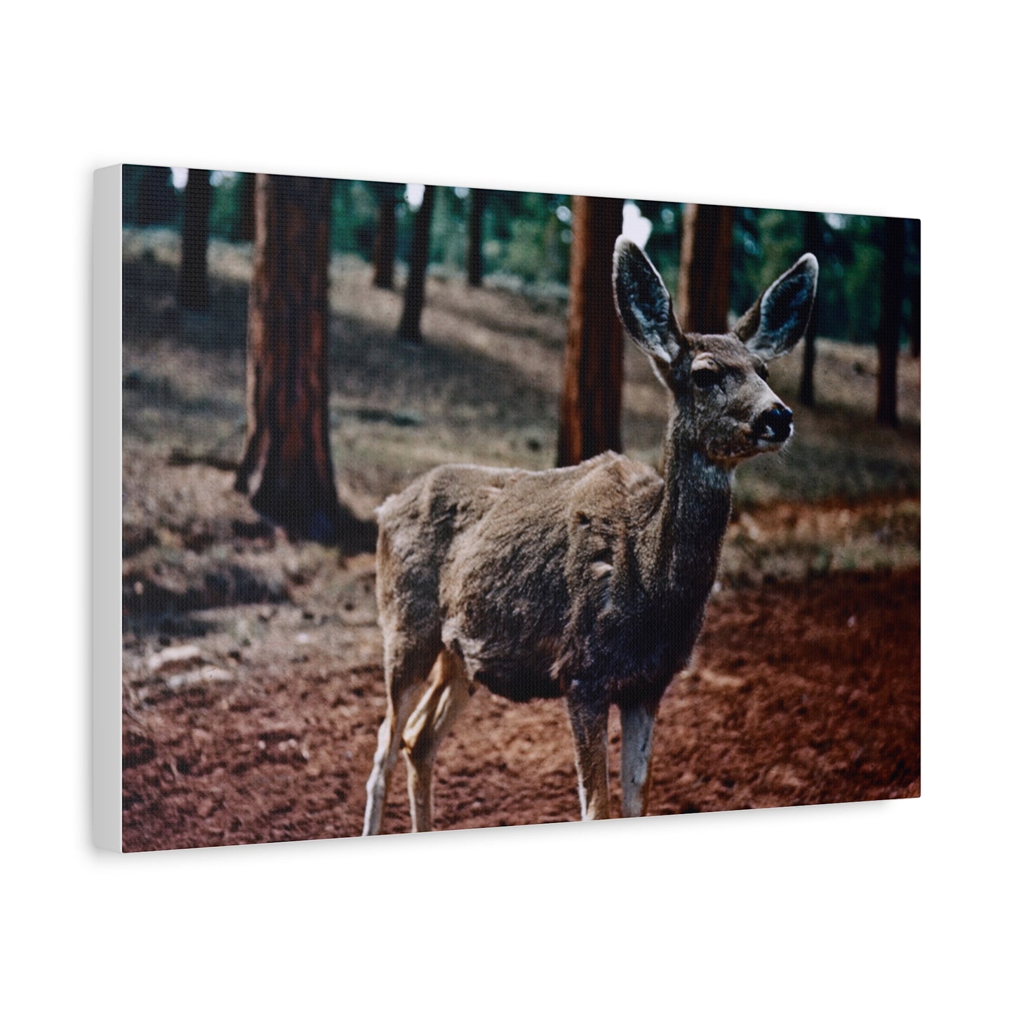 Hello, Deer! - Matte Canvas, Stretched, 1.25 in