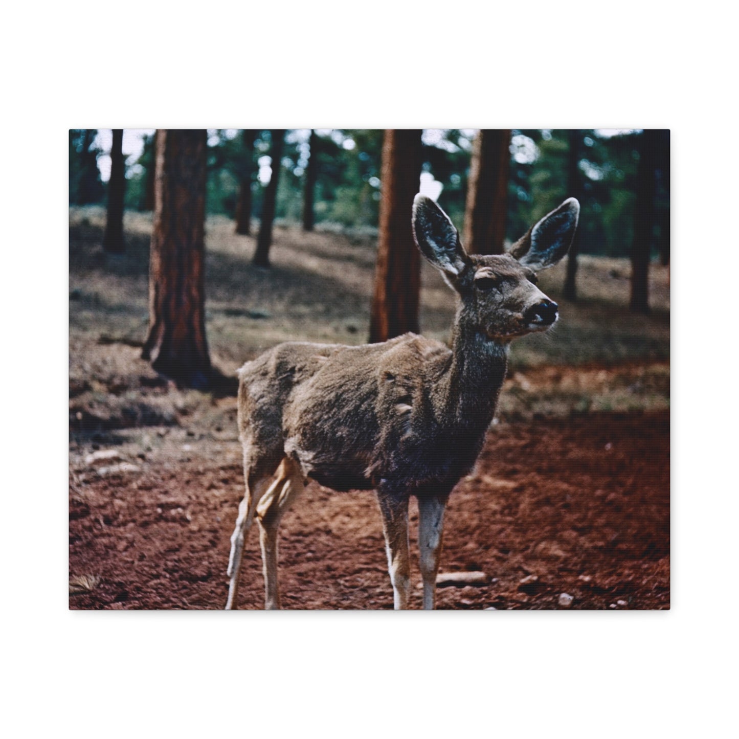 Hello, Deer! - Matte Canvas, Stretched, 1.25 in