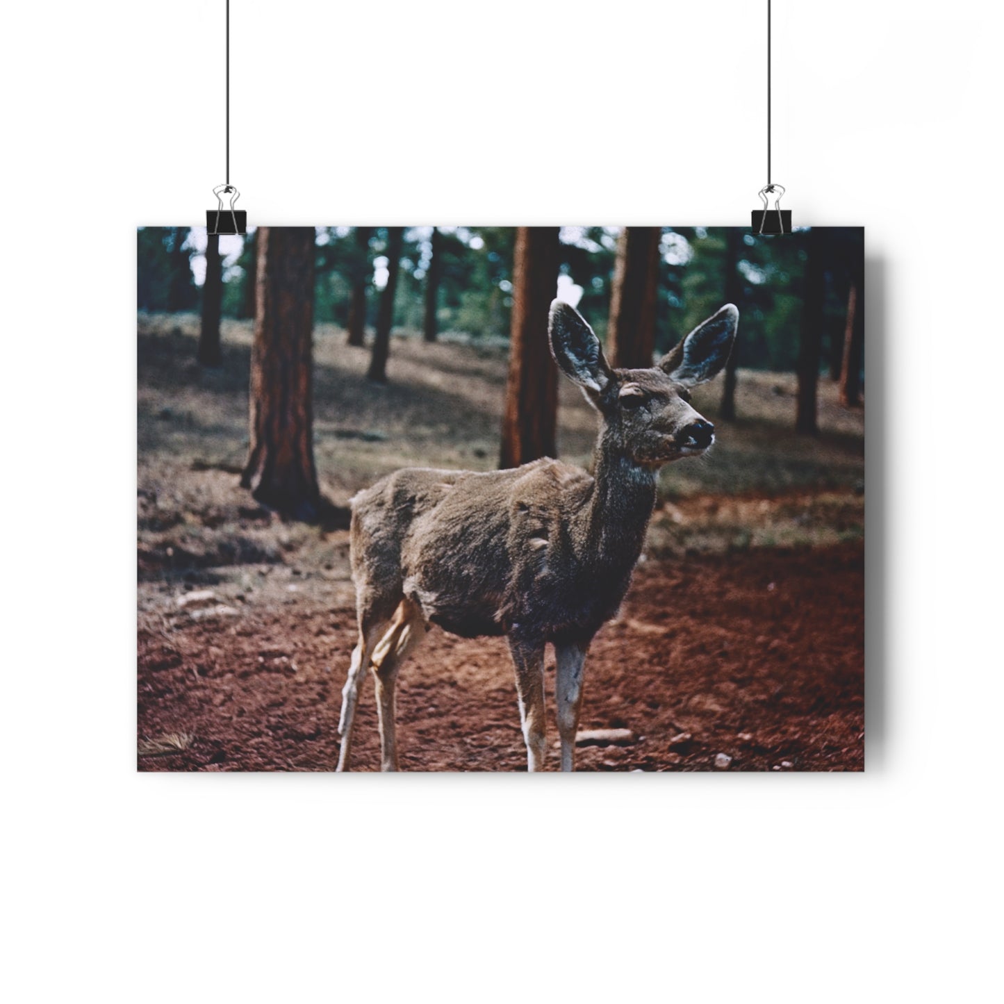 Hello, Deer! - Fine Art Print