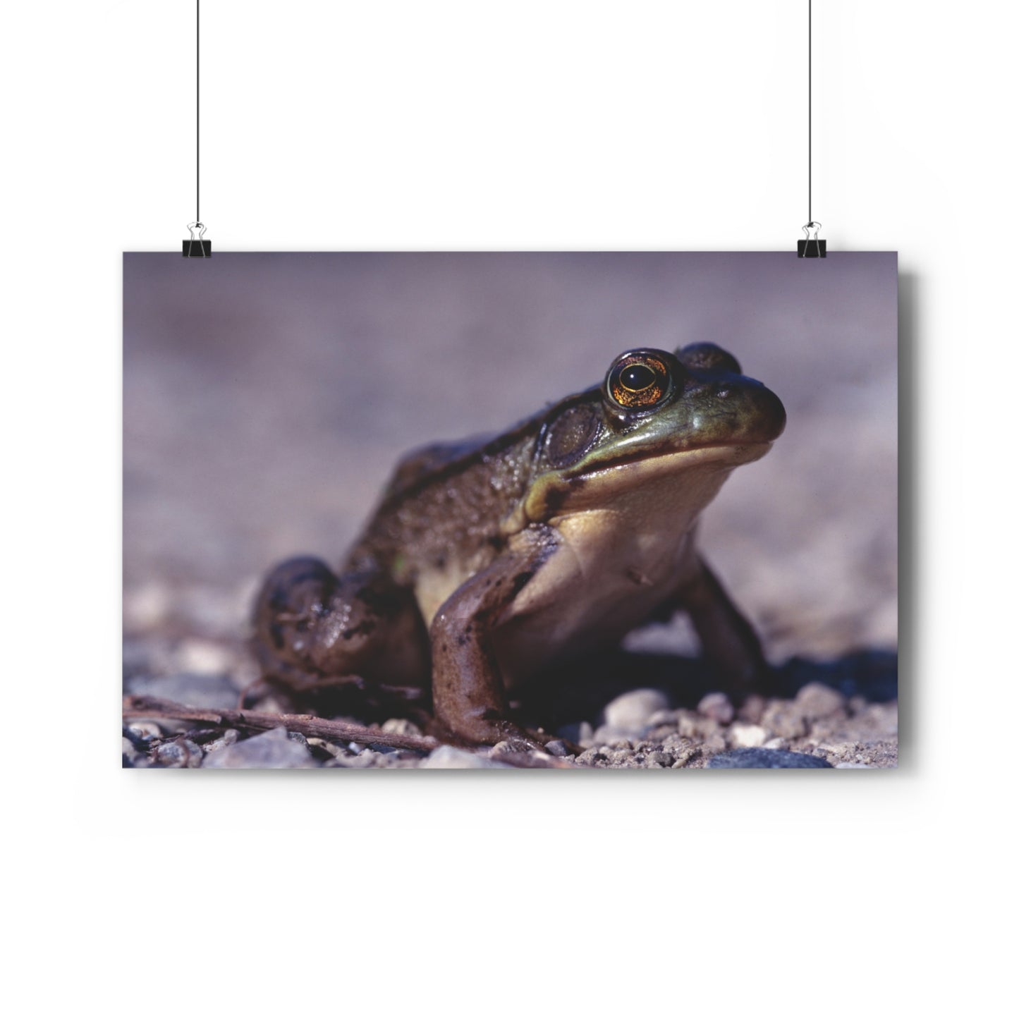 Ribbit! - Giclée Fine Art Print