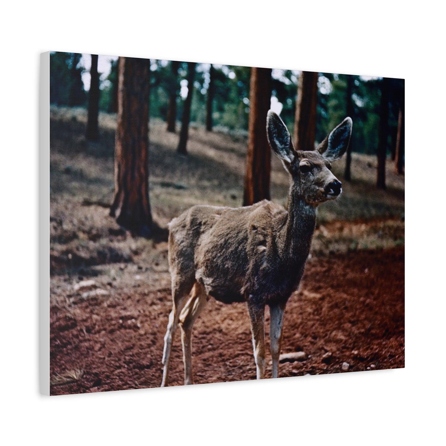 Hello, Deer! - Matte Canvas, Stretched, 1.25 in