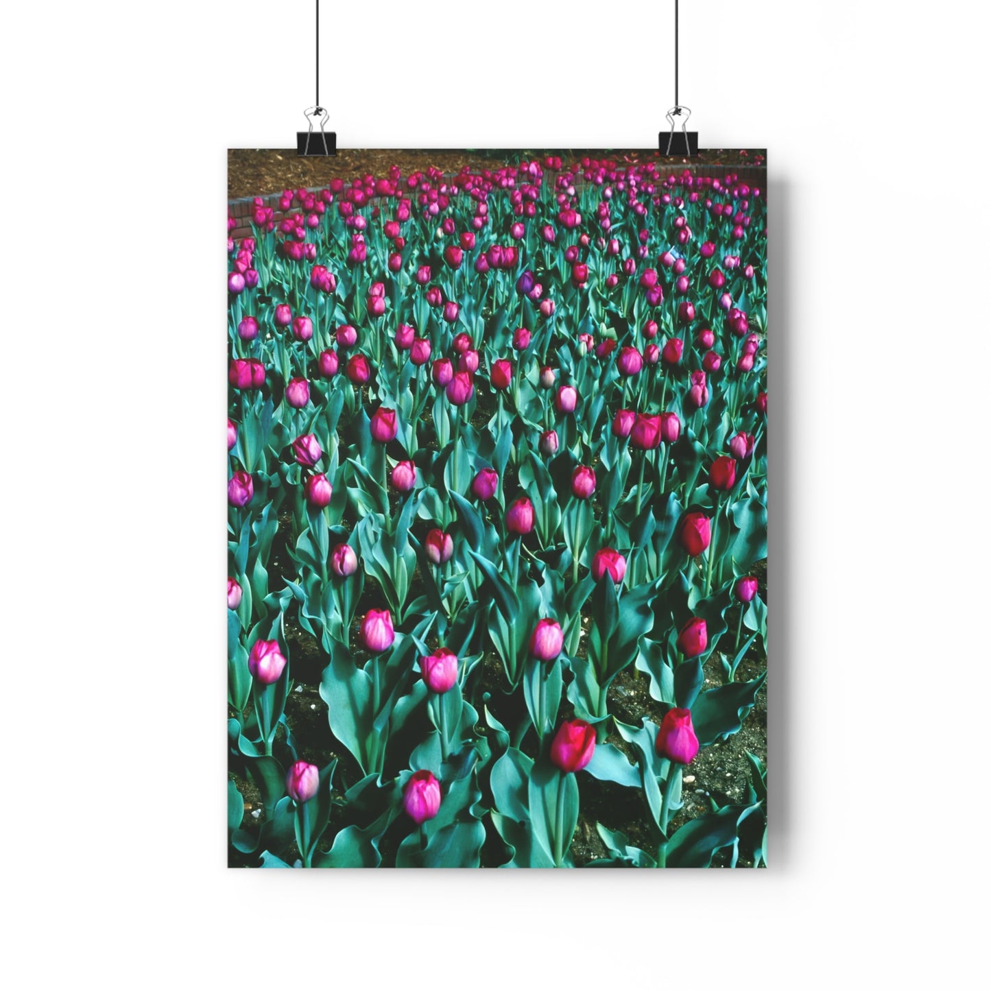 Tulip Wishes, 1988 - Giclée Fine Art Print