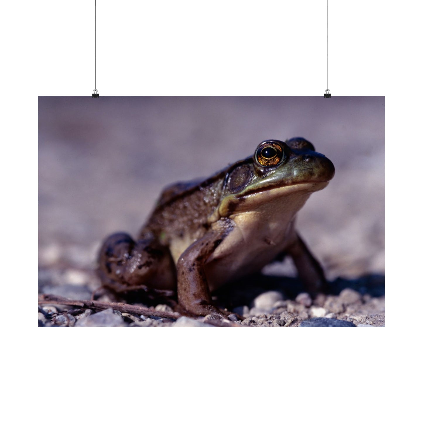 Ribbit! - Matte Horizontal Poster