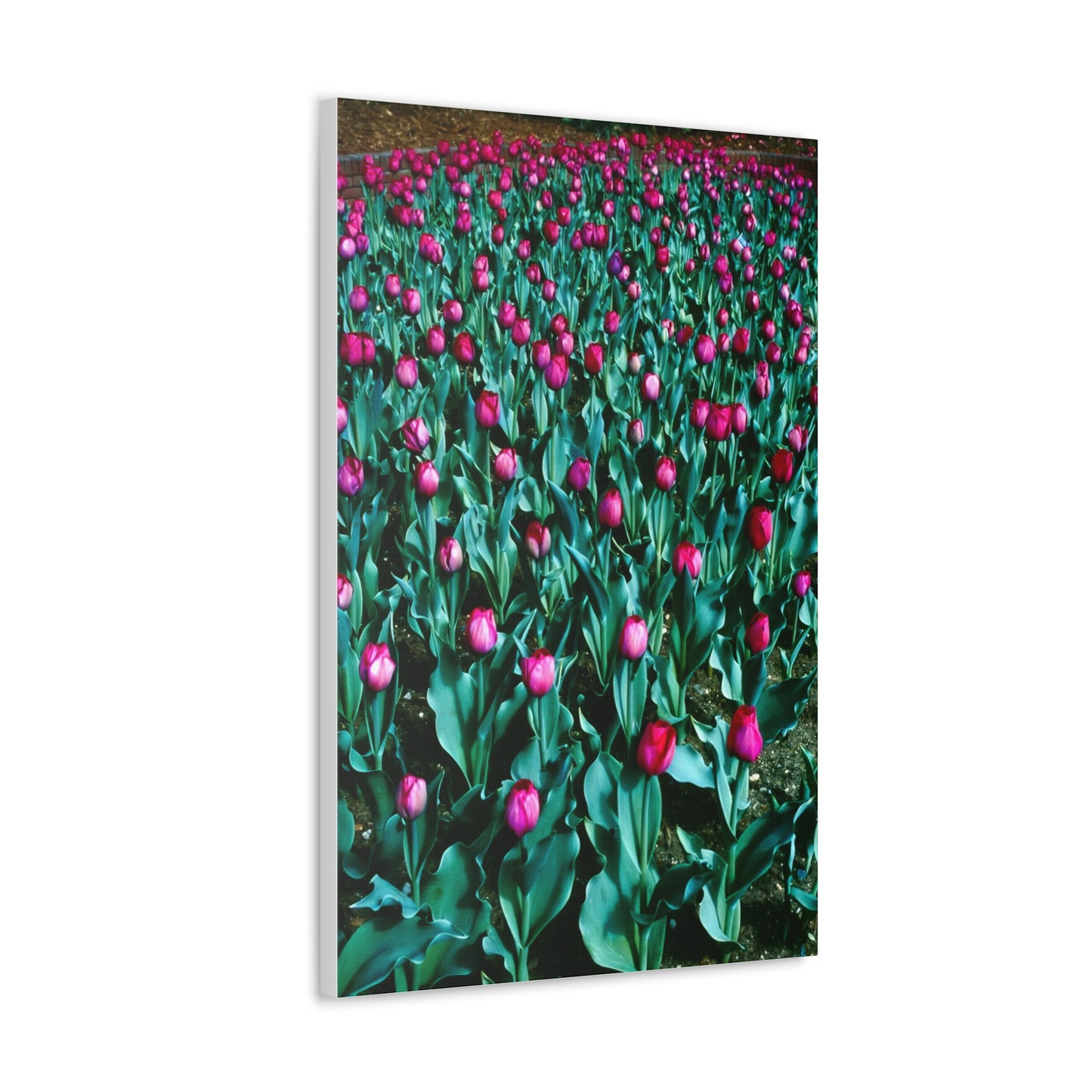 Tulip Wishes, 1988 - Canvas